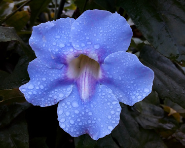 [A close view of one purply-blue bloom with its five wide overlapping petals and its purple and white center. All the petals are covered with water droplets in various sizes.]